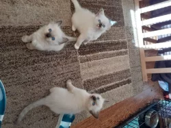Koťátka plemene Ragdoll k dispozici
