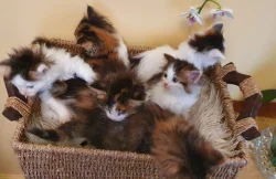 Koťátka Maine Coon