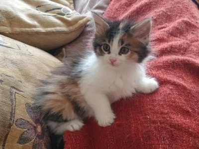 Koťátka Maine Coon