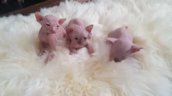 Koťata sphynxů.