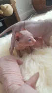 Koťata sphynxů.