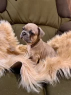 Francouzský buldoček s PP