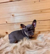 Francouzský buldoček s PP