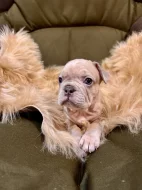 Francouzský buldoček s PP