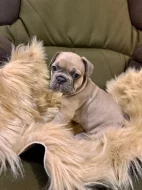 Francouzský buldoček s PP