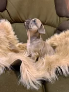 Francouzský buldoček s PP