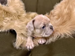 Francouzský buldoček s PP