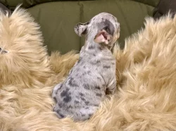 Francouzský buldoček s PP