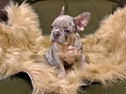 Francouzský buldoček s PP