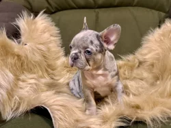 Francouzský buldoček s PP