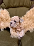 Francouzský buldoček s PP