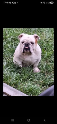 Anglický buldok s PP FCI