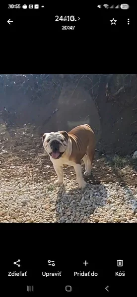 Anglický buldok s PP FCI