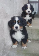 Bernský salašniský pes