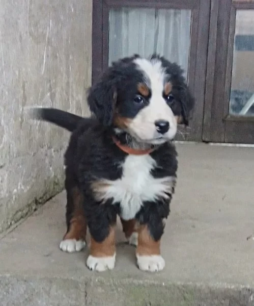 Bernský salašniský pes