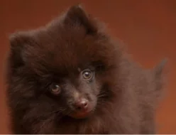 Německý špic malý hnědý