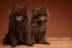 Německý špic malý hnědý