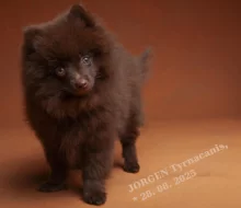 Německý špic malý hnědý