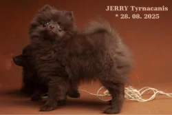 Německý špic malý hnědý