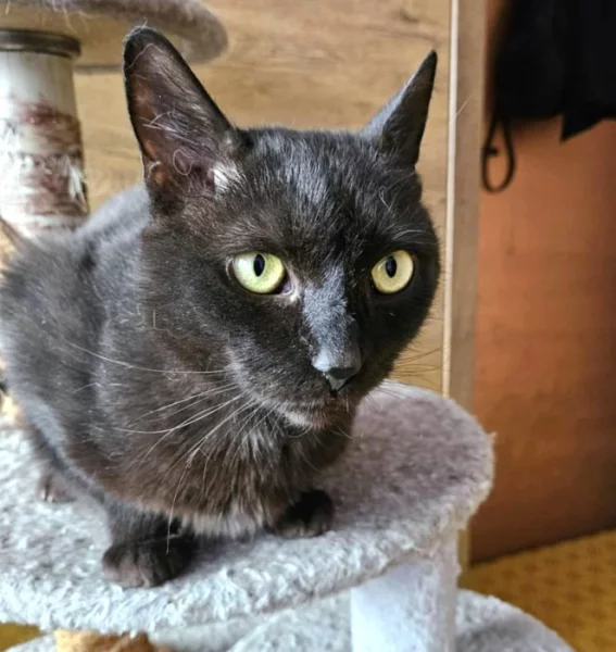 Kocourek Celestýn hledá nový domov