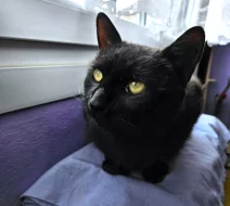 Kocourek Celestýn hledá nový domov