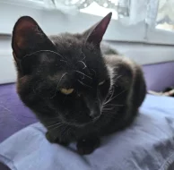 Kocourek Celestýn hledá nový domov