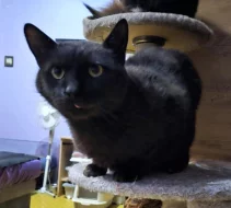 Kocourek Celestýn hledá nový domov