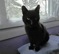 Kocourek Celestýn hledá nový domov