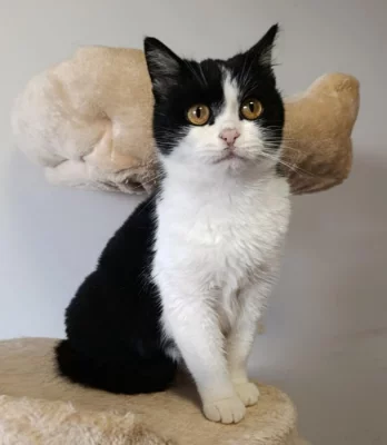 Kočička Leny hledá nový domov