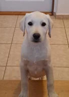 Labrador s PP - volný pejsek