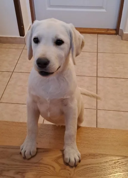 Labrador s PP - volný pejsek