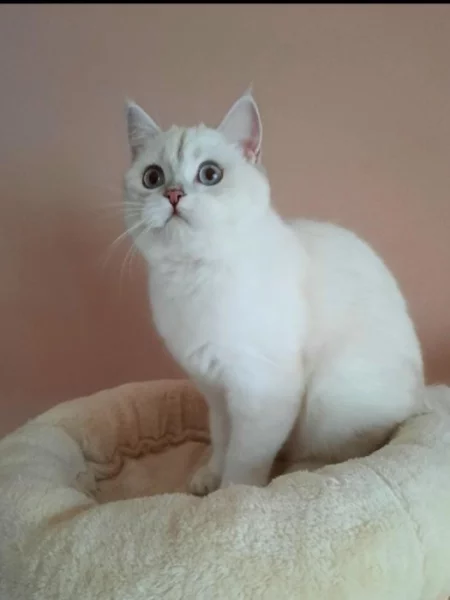 Krásná britská kočička s PP