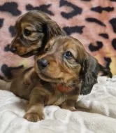 Prodám štěňátka jezevčíka trpasličího/králičího s PP