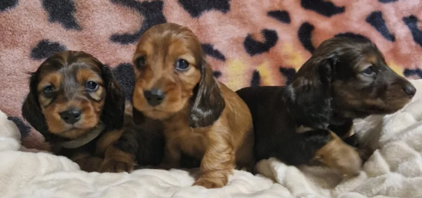 Prodám štěňátka jezevčíka trpasličího/králičího s PP