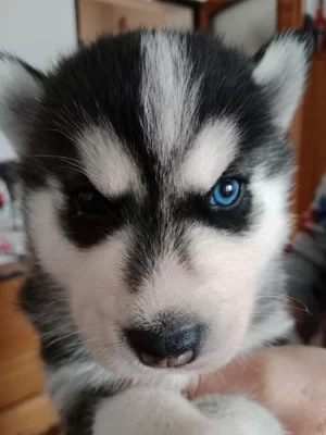 Štěňata sibiřský husky