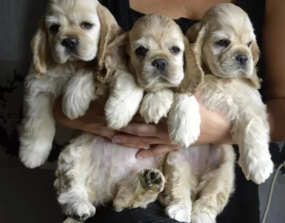 Americký kokršpaněl štěňátka