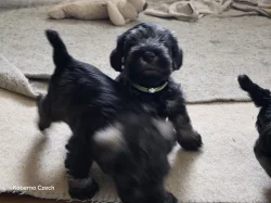 Knírač malý pepř a sůl s PP