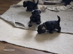 Knírač malý pepř a sůl s PP