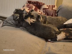 Knírač malý pepř a sůl s PP