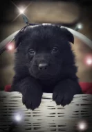 Německý ovčák s PP IHNED k odběru