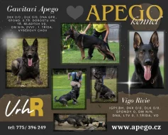 Německý ovčák s PP IHNED k odběru