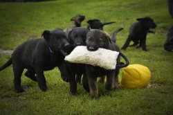 Německý ovčák s PP IHNED k odběru