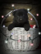 Německý ovčák s PP IHNED k odběru