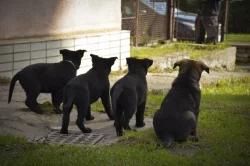 Německý ovčák s PP IHNED k odběru