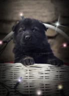 Německý ovčák s PP IHNED k odběru