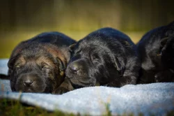 Německý ovčák s PP IHNED k odběru