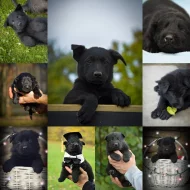 Německý ovčák s PP IHNED k odběru