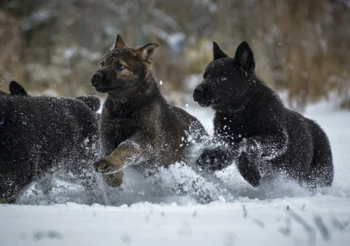 Německý ovčák s PP IHNED k odběru