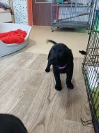 Štěňátka labradora