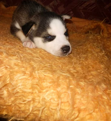 Prodáme štěňátka sibiřského husky